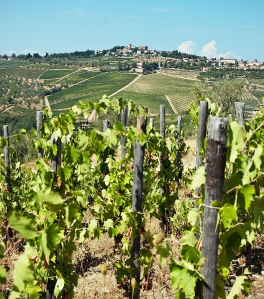 chianti wine tour