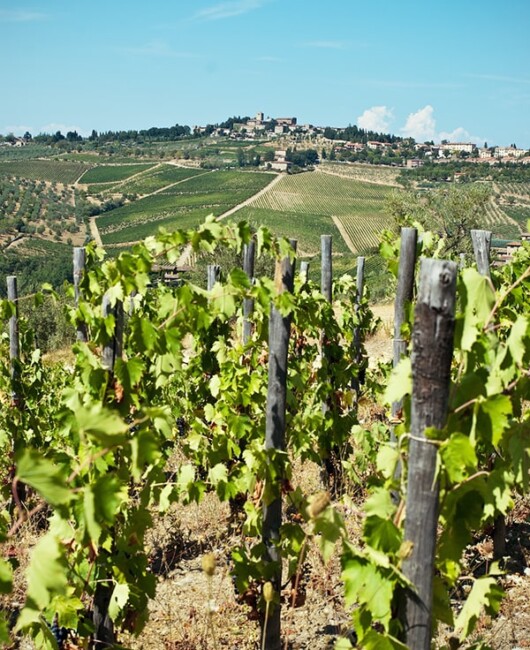 chianti wine tour